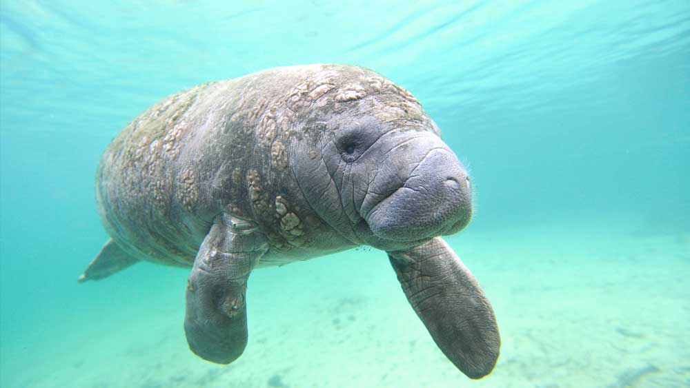 are there manatees in manatee bay        <h3 class=